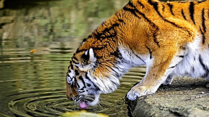 tiger, animals, HDR, ripples