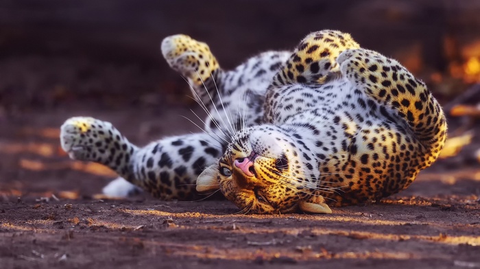 animals, leopard