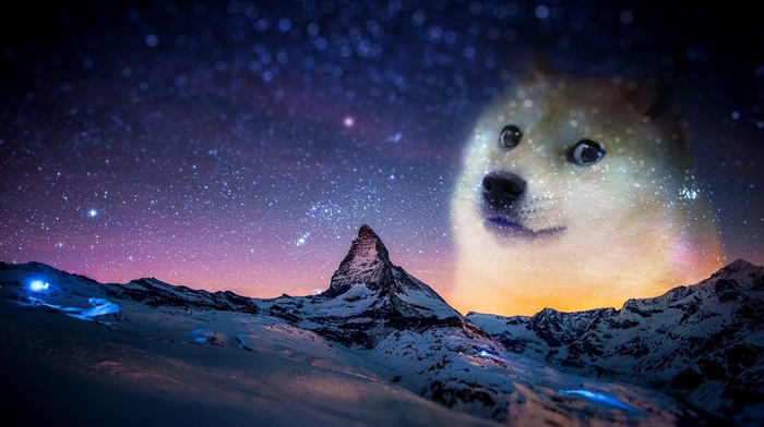 animals, memes, snow, night, doge