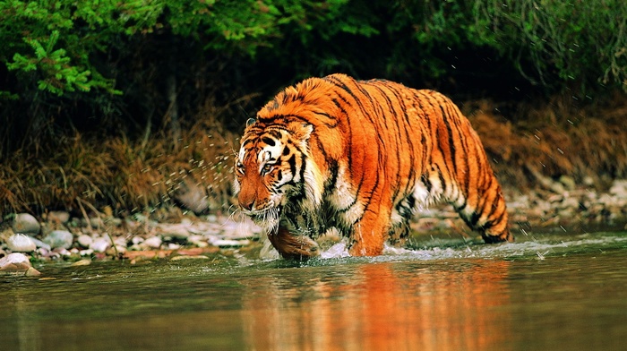 river, tiger, animals