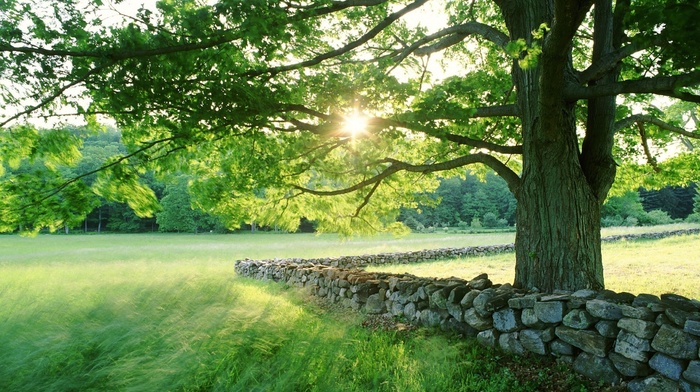 rock, trees, nature