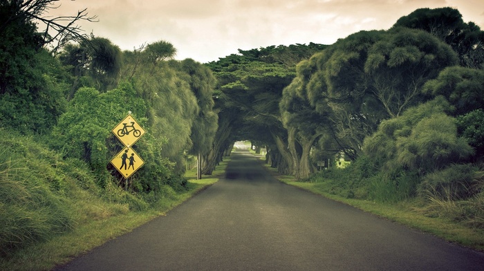 road, nature