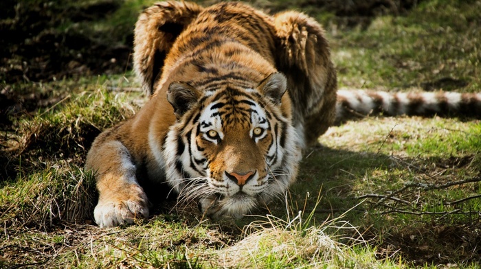 animals, tiger, closeup