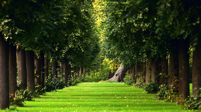 trees, grass, nature