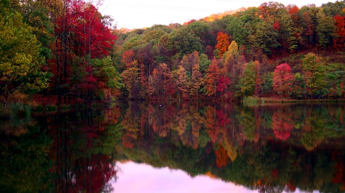 fall, lake, reflection, forest