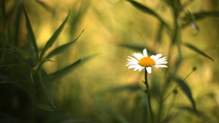 flowers, depth of field, nature, daisies, chamomile, plants