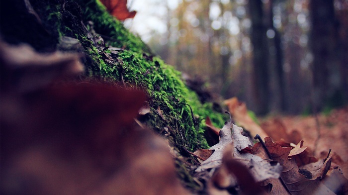 depth of field, moss, forest, nature, leaves