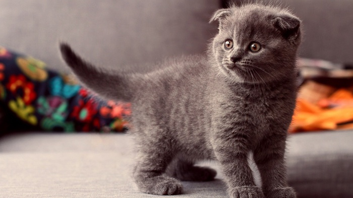 cat, Scottish Fold, animals