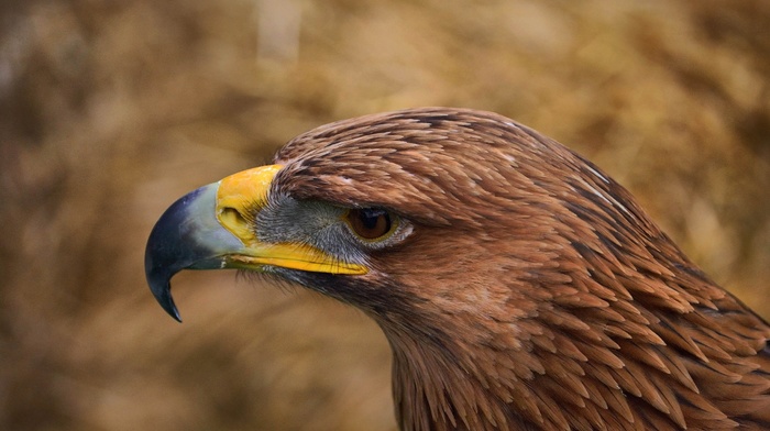 eagle, birds