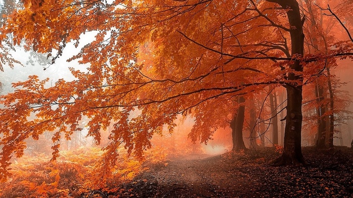 path, nature, trees, orange, mist, forest, fall, landscape, leaves