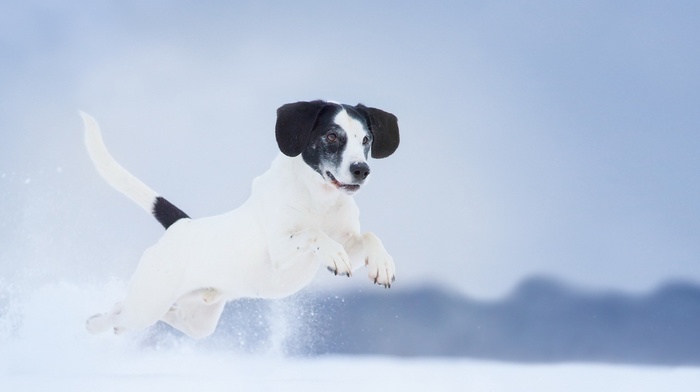 animals, snow, dog