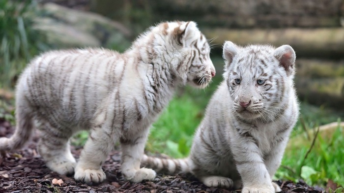 animals, tiger, baby animals, white tigers