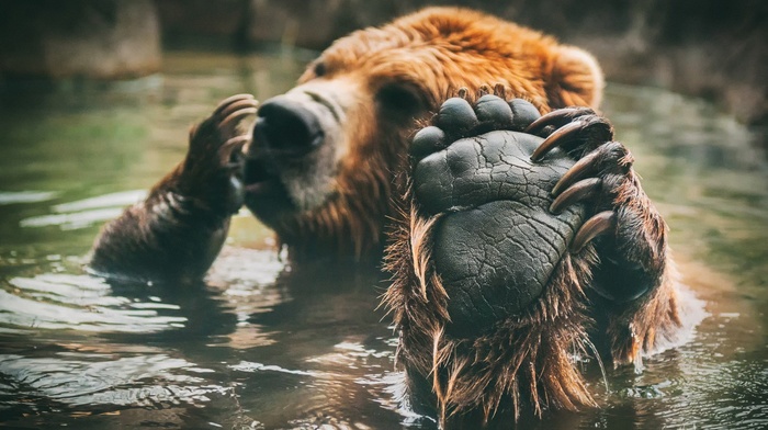 animals, paws, water, bears