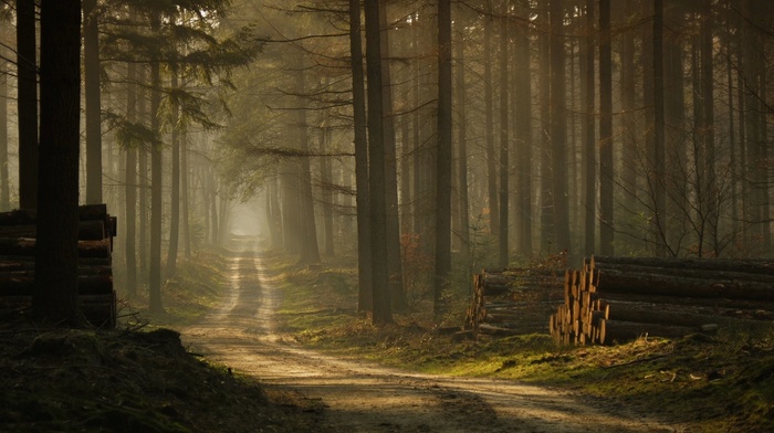 road, nature, grass, mist, landscape, sunlight, forest, trees, morning