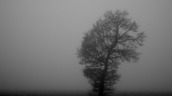 trees, nature, mist