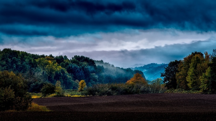 nature, landscape, forest, mist