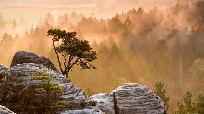 trees, nature, landscape