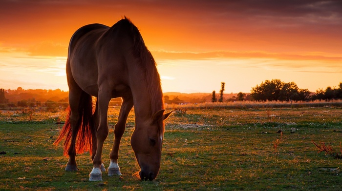 sunset, horse