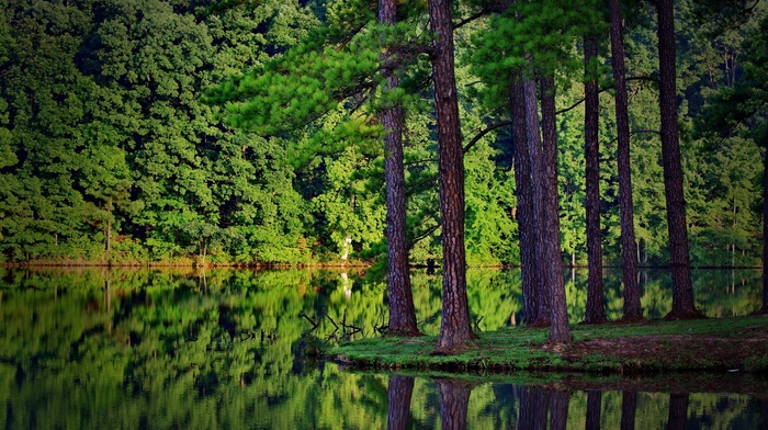 landscape, forest, nature, spruce, reflection, trees, lake, wood, summer
