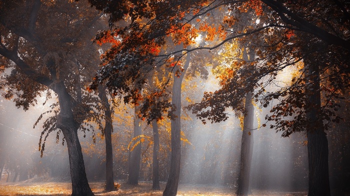 forest, mist, landscape, leaves, fall, trees, sun rays, sunlight, nature