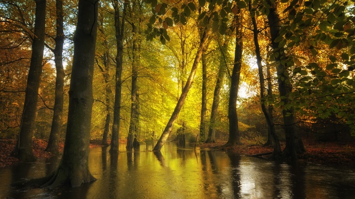 creeks, leaves, nature, trees, landscape, water, forest, fall