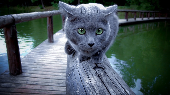 cat, animals, Russian Blue