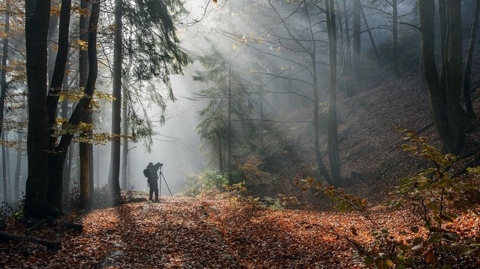 forest, leaves, sunlight, trees, fall, mist, sunbeams, shrubs, mountain, path, photographers