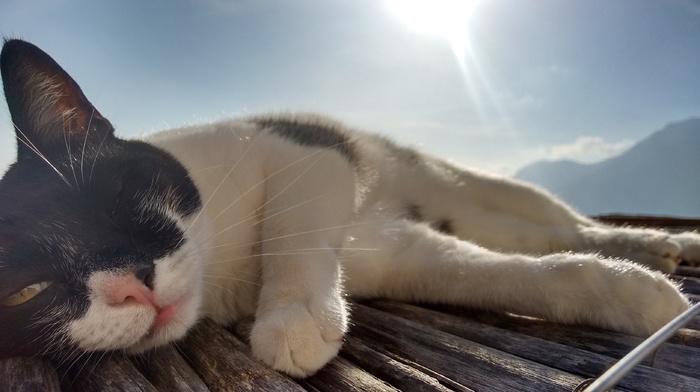 sunlight, animals, Italy, wooden surface, cat
