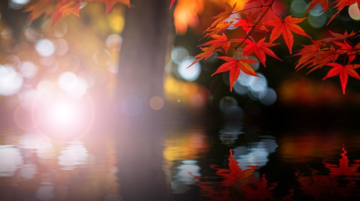 maple leaves, water, leaves, fall, trees, nature, bokeh