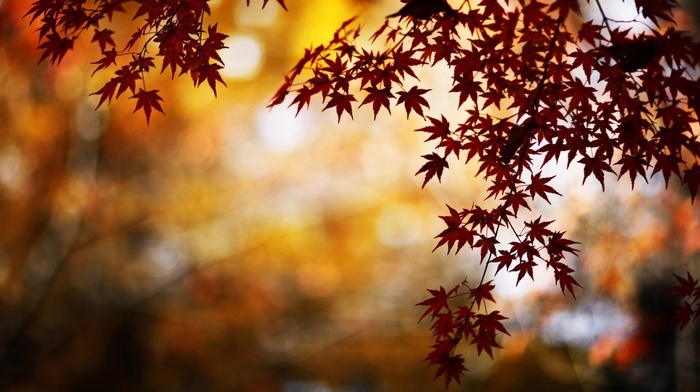 nature, bokeh, fall, water, maple leaves, leaves, trees