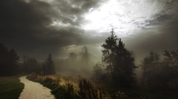forest, nature, dirt road, trees, road, mist, clouds, path
