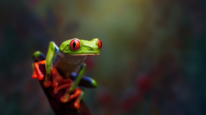 amphibian, animals, red, Eyed Tree Frogs, frog