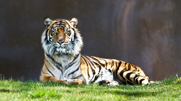 animals, tiger