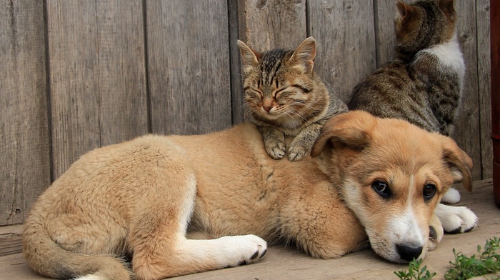 cat, dog, animals