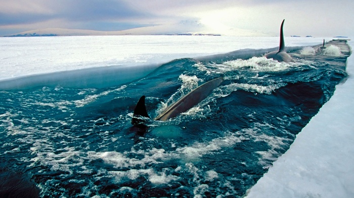 landscape, orca, Antarctica, nature, fish, ice, sea