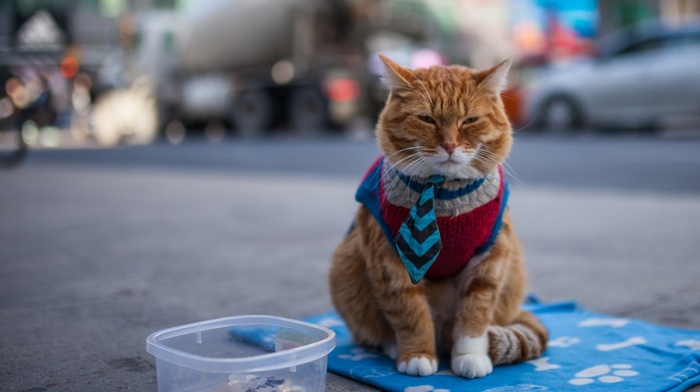 cat, street