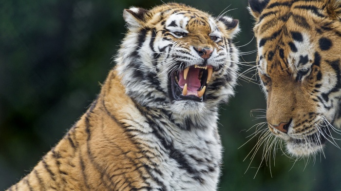 nature, animals