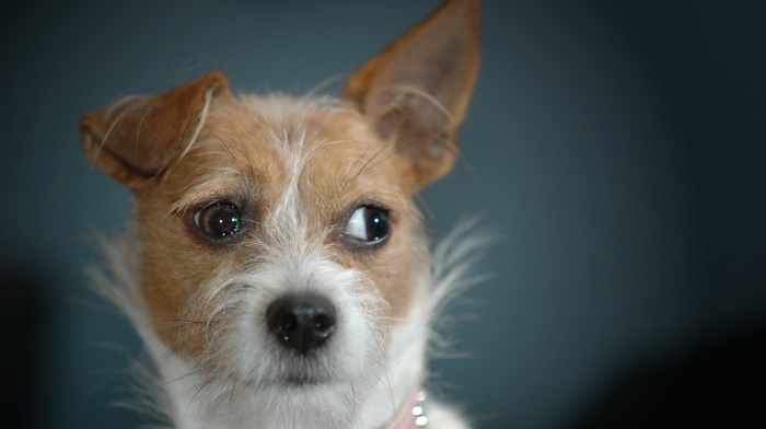 nature, dog, animals, closeup