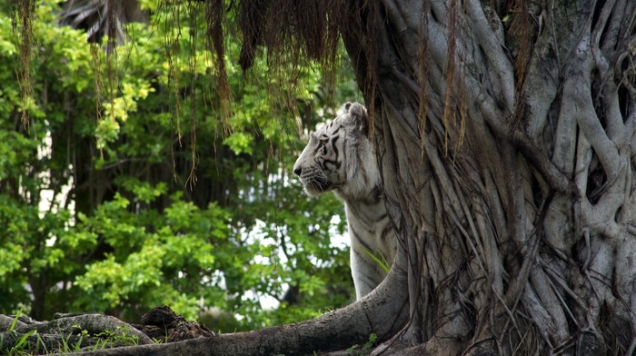 nature, animals