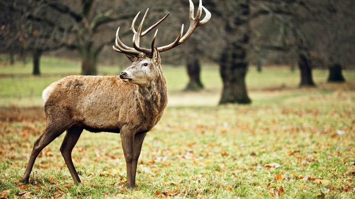 animals, nature