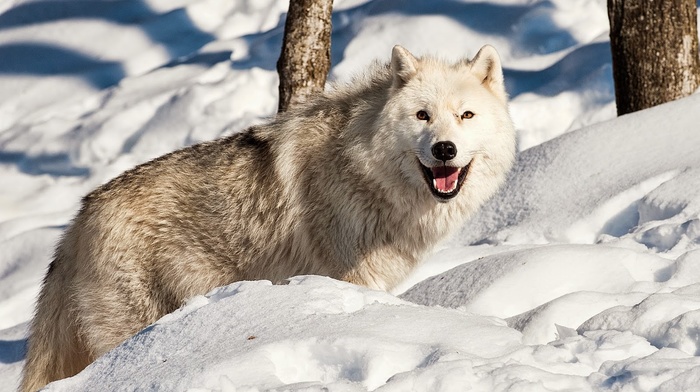 animals, nature