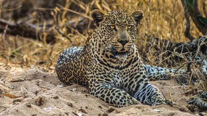 nature, animals