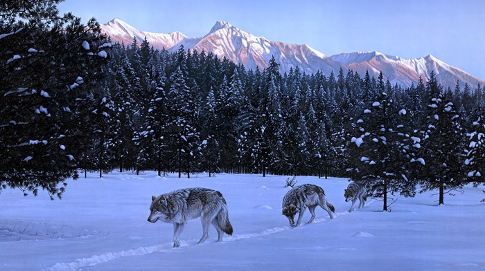 animals, wolf, nature