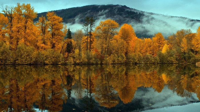 trees, landscape, reflection, forest, lake, nature