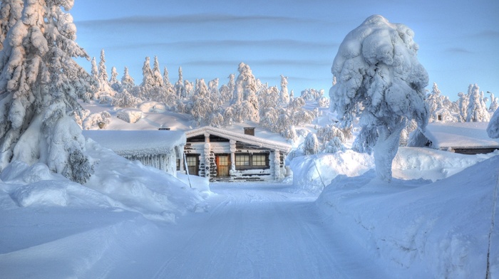 trees, landscape, nature, snow