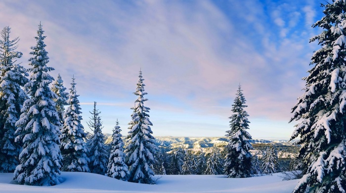 nature, snow, forest, landscape, trees