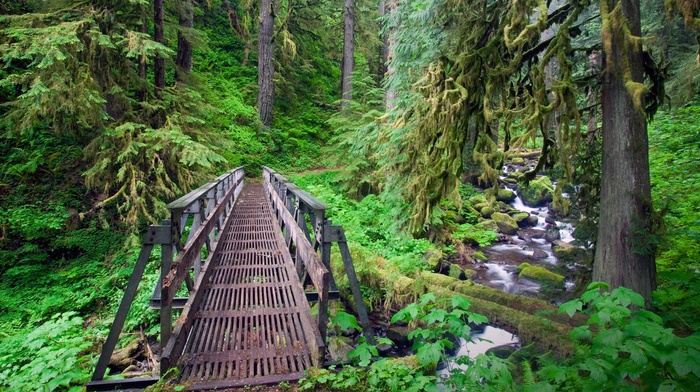 trees, forest, shrubs, Oregon, river, creeks, green, bridge, nature, ferns, landscape, moss, path