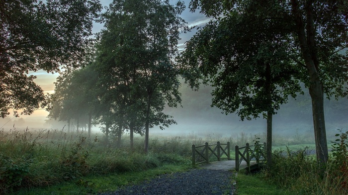 mist, forest, path, morning, landscape, trees, bridge, plants, nature, sunlight