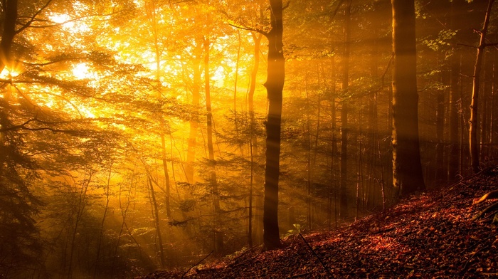 nature, leaves, fall, branch, yellow, sun rays, trees, plants, forest, hill