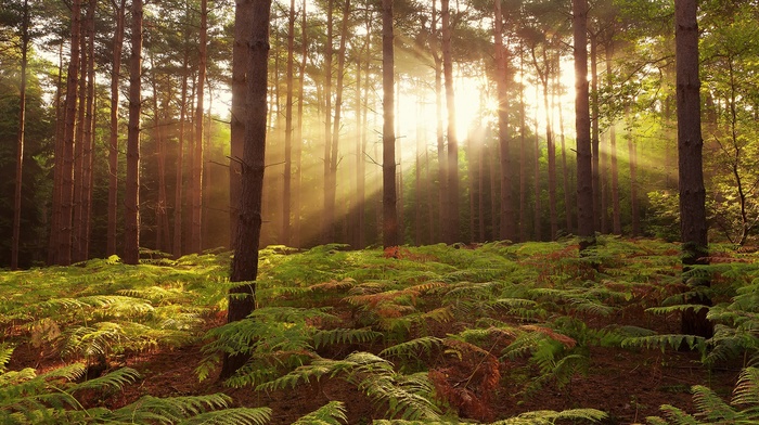 ferns, nature, trees, plants, forest, branch, leaves, sun rays